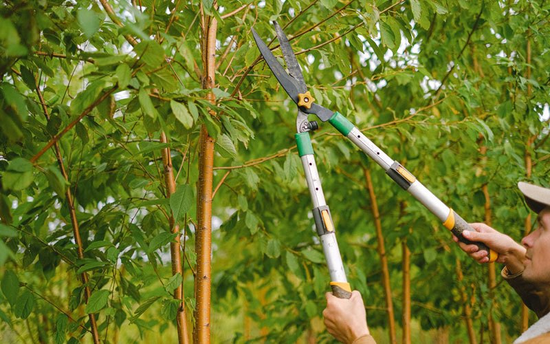 Tree trimming in New Hampton, IA